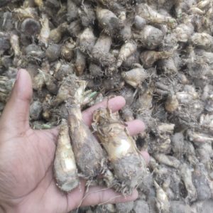 ১০ পিছ অরজিনাল সুগন্ধি যুক্ত রজনী