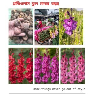 ‍♂️ ৪০ পিছ মিক্স ভিন্ন রঙের গ্লাডিওলাস প্রিমিয়াম বাল্ব   পেকেজ: ১২০০ টাকা +  ফ্রি ৭ পিছ বাল্ব