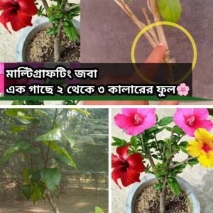 মাল্টিগ্রাফটিং এক গাছের 2 কালারের জবা