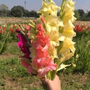 ‍♂️ ১৫ পিছ ভিন্ন রঙের গ্লাডিওলাস প্রিমিয়াম বাল্ব   পেকেজ: ৪৫০ টাকা +  ফ্রি ২ পিছ বাল্ব