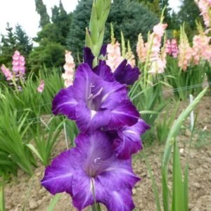 ‍♂️ ২৫ পিছ মিক্স ভিন্ন রঙের গ্লাডিওলাস প্রিমিয়াম বাল্ব   পেকেজ: ৭৫০ টাকা +  ফ্রি ৪ পিছ বাল্ব