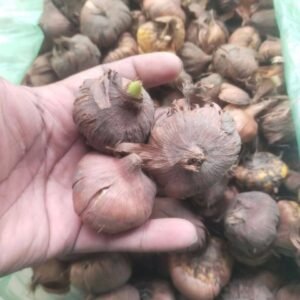 ‍♂️ ২০ পিছ ভিন্ন রঙের গ্লাডিওলাস প্রিমিয়াম বাল্ব   পেকেজ: ৬০০ টাকা +  ফ্রি ৩ পিছ বাল্ব