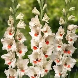 ‍♂️ ৩০ পিছ মিক্স ভিন্ন রঙের গ্লাডিওলাস প্রিমিয়াম বাল্ব   পেকেজ: ৯০০ টাকা +  ফ্রি ৫ পিছ বাল্ব